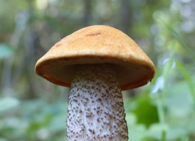 Leccinum vulpinum 